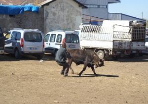 Kurbanlık pazarı renklendi